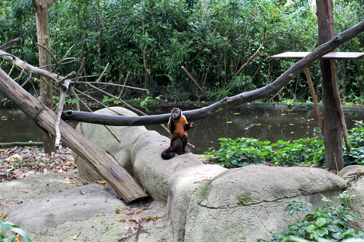 Singapore Zoo