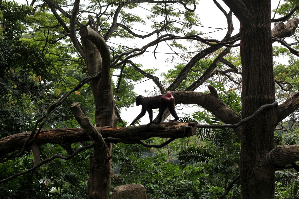 Singapore Zoo