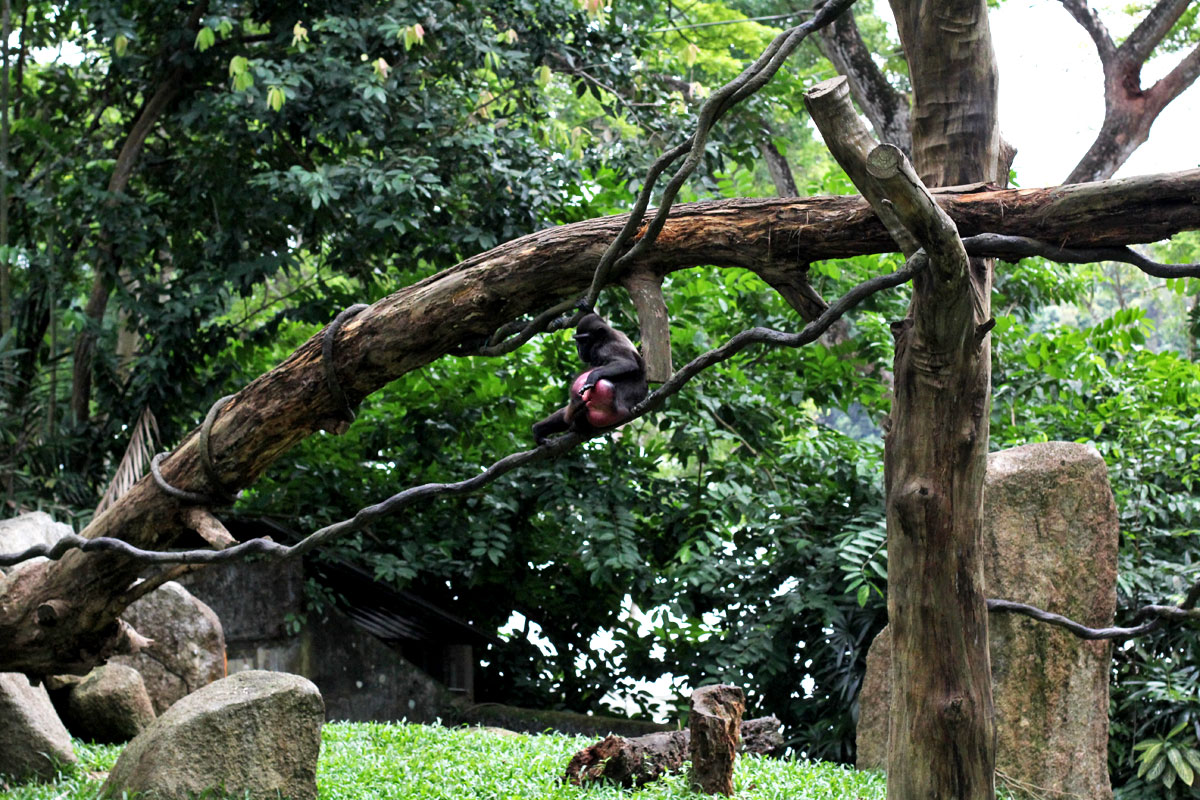 Singapore Zoo