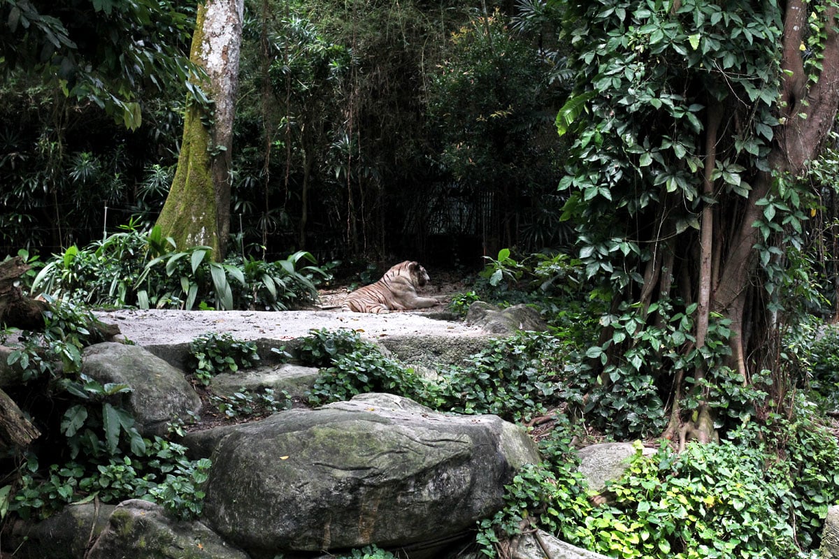 Singapore Zoo