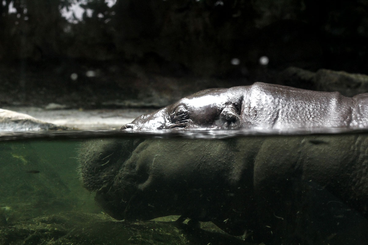 Singapore Zoo