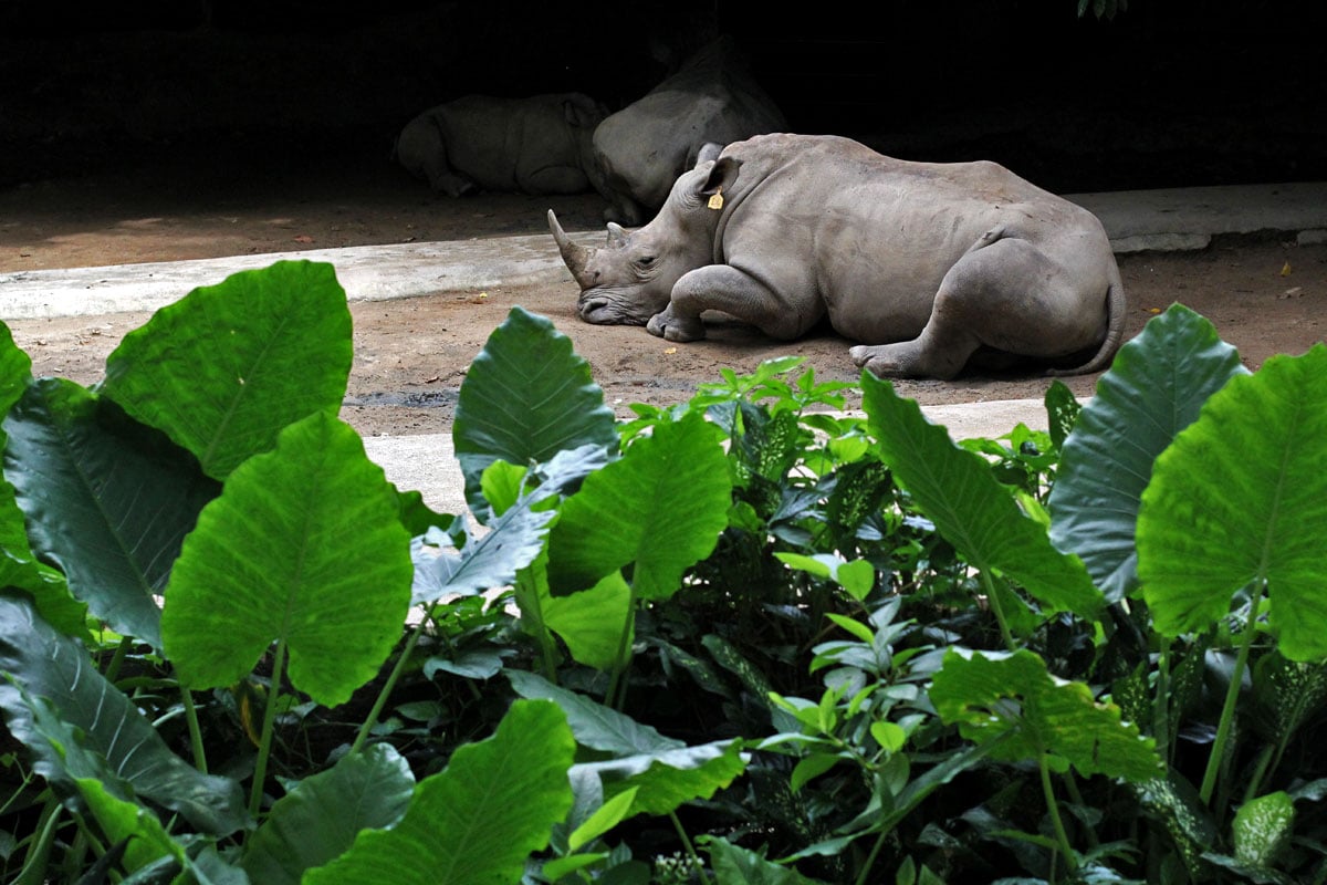 Singapore Zoo