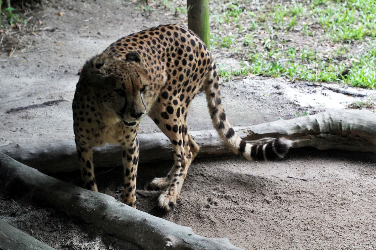 Singapore Zoo