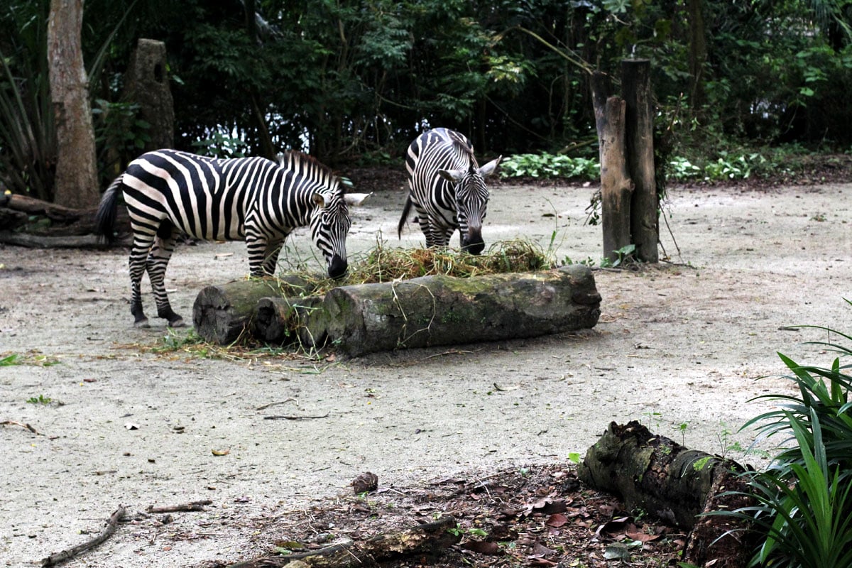 Singapore Zoo