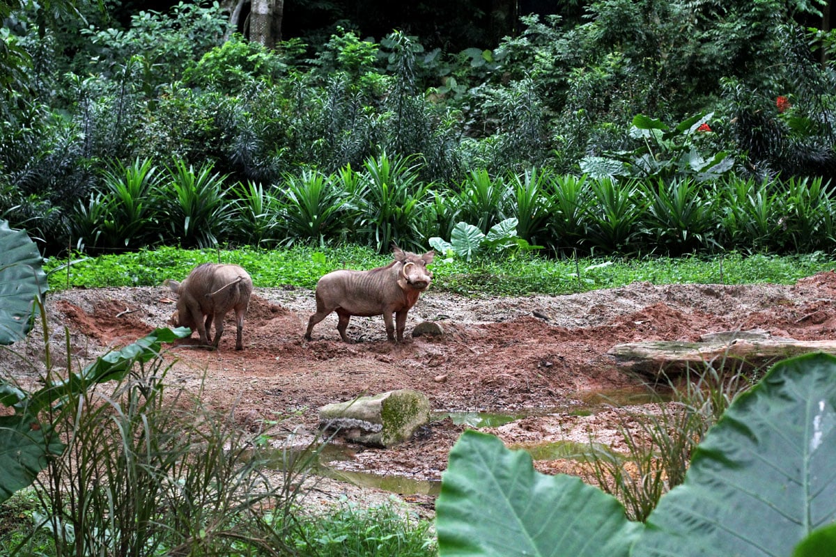 Singapore Zoo