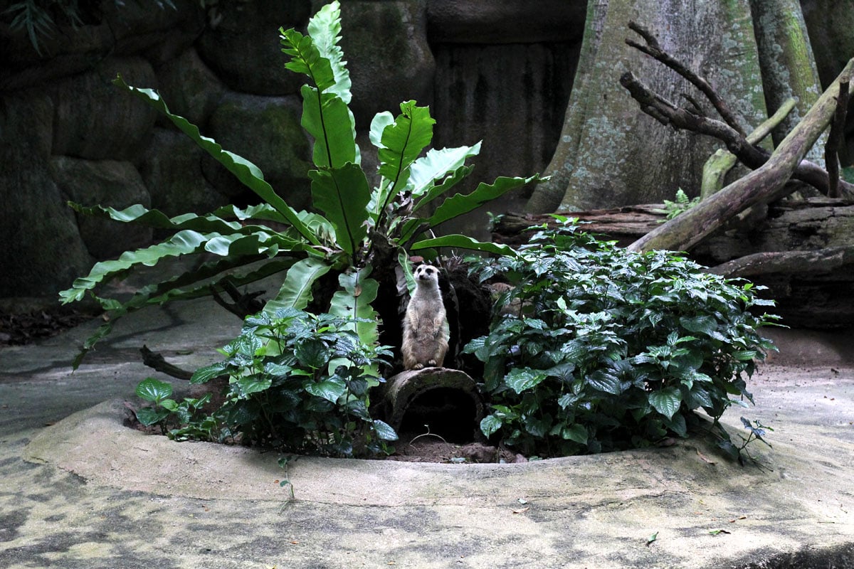 Singapore Zoo