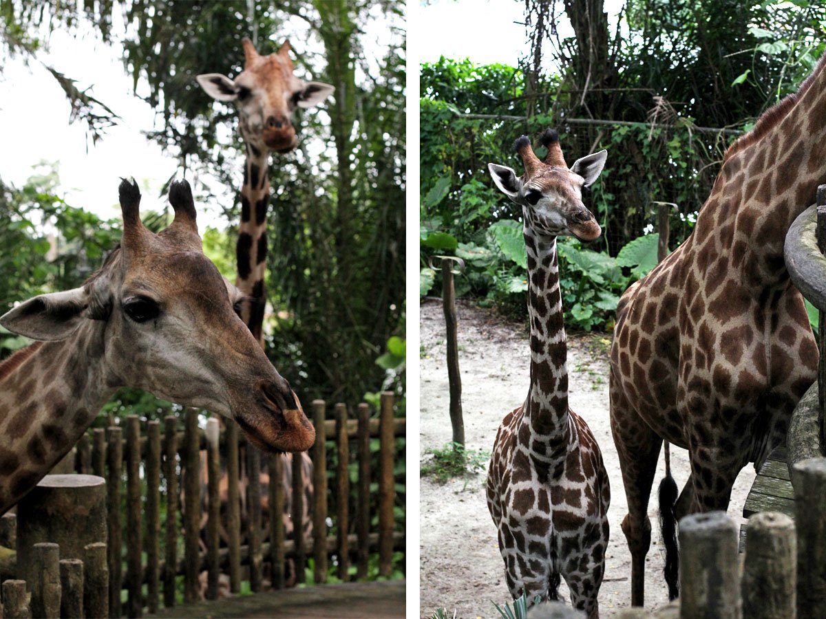 Singapore Zoo