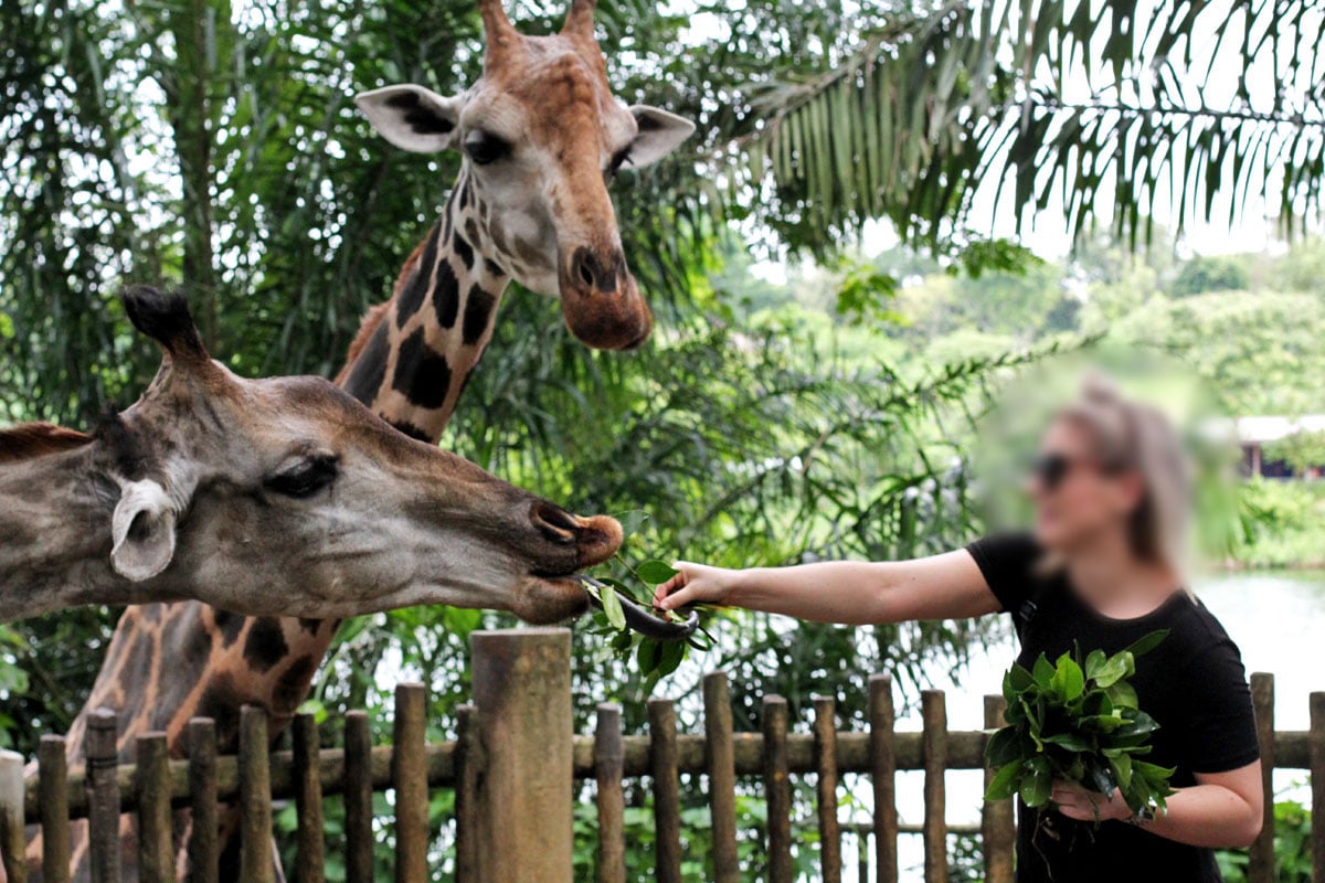 singapore zoo travel