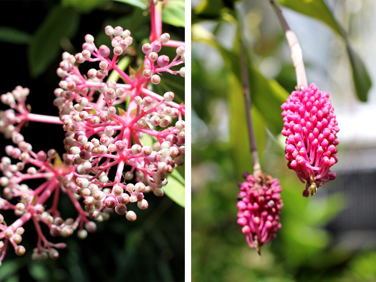 See the World's Biggest Display of Orchids at the National Orchid Garden in Singapore