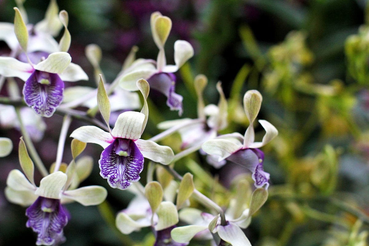 See the World's Biggest Display of Orchids at the National Orchid Garden in Singapore