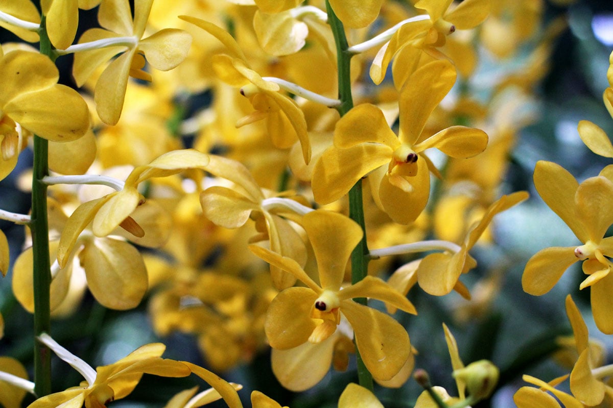 See the World's Biggest Display of Orchids at the National Orchid Garden in Singapore