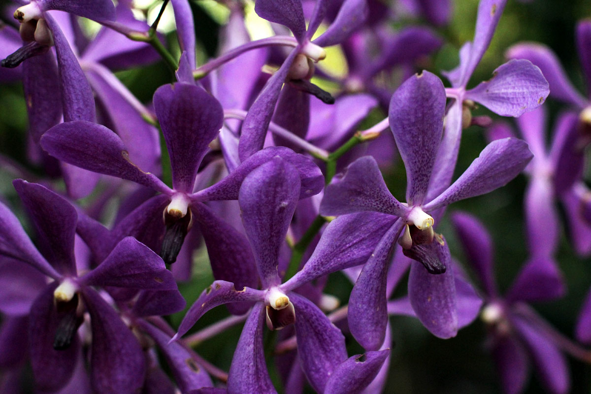 See the World's Biggest Display of Orchids at the National Orchid Garden in Singapore