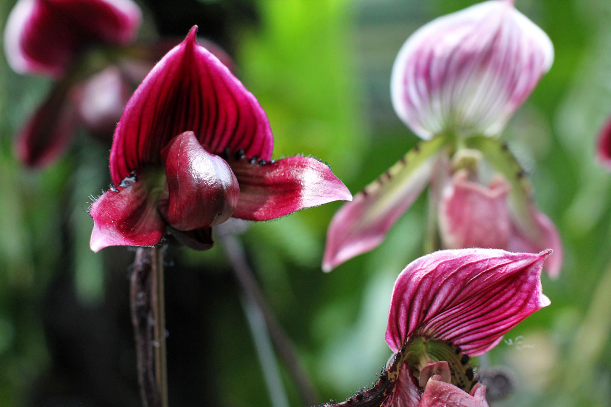 See the World's Biggest Display of Orchids at the National Orchid Garden in Singapore