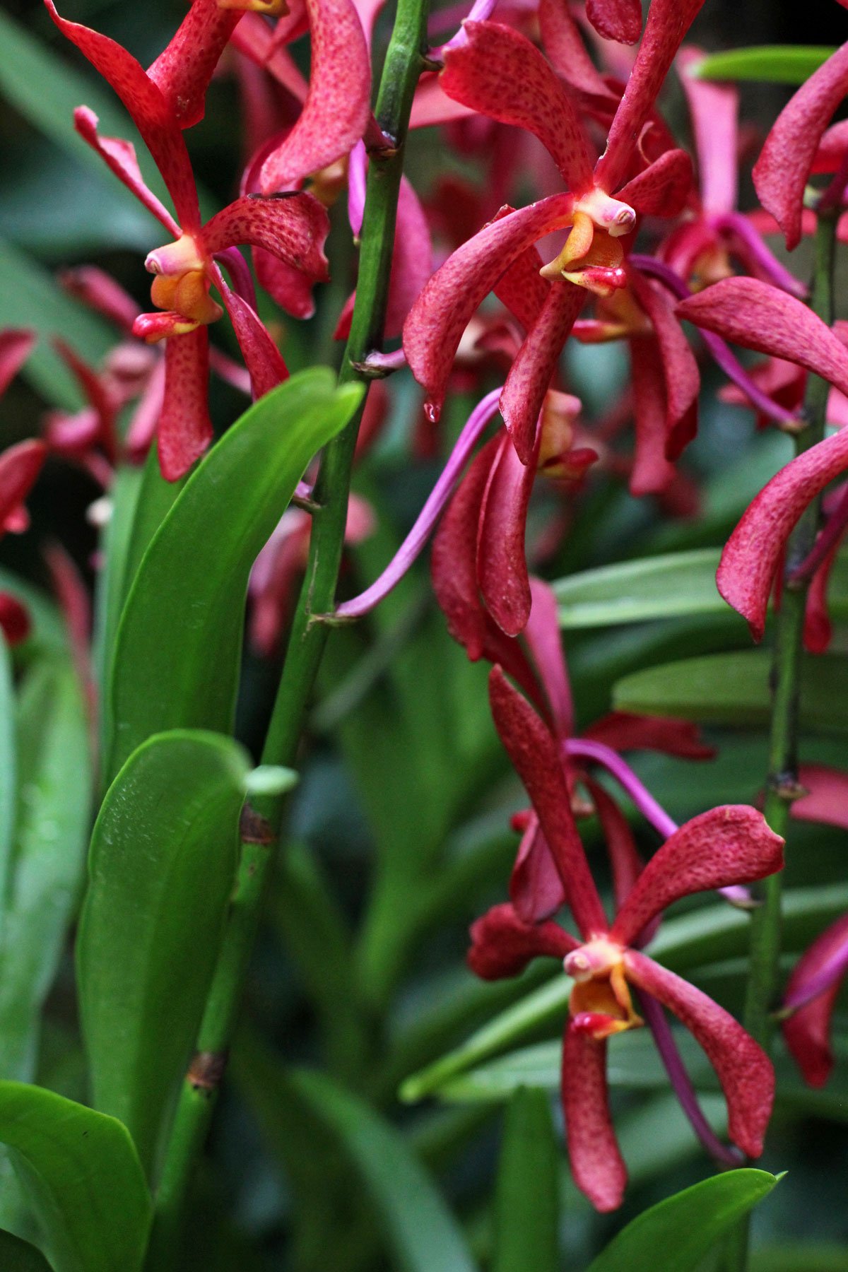 See the World's Biggest Display of Orchids at the National Orchid Garden in Singapore