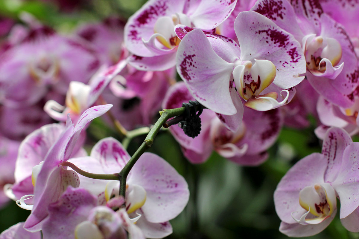 See the World's Biggest Display of Orchids at the National Orchid Garden in Singapore