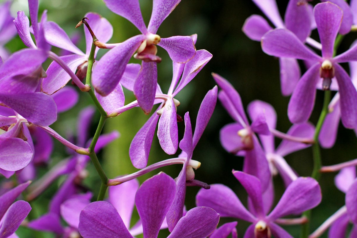 See the World's Biggest Display of Orchids at the National Orchid Garden in Singapore