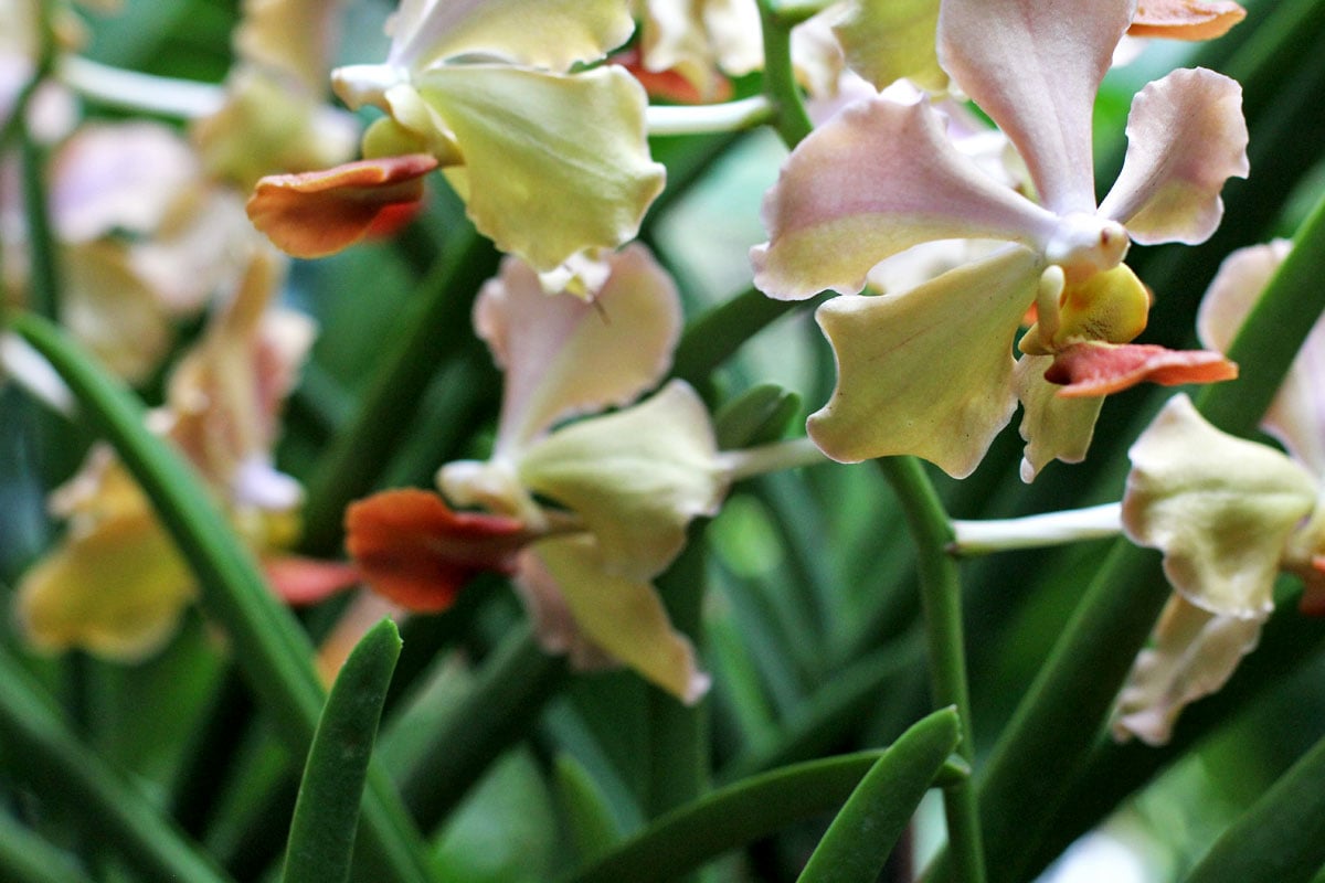 See the World's Biggest Display of Orchids at the National Orchid Garden in Singapore