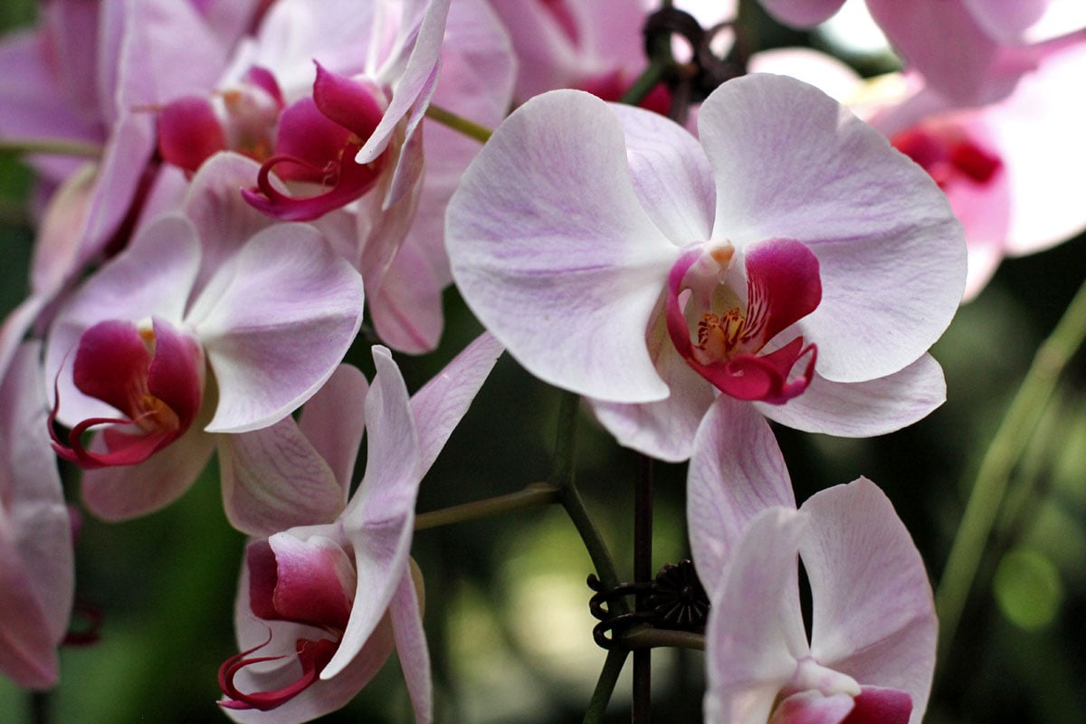 See the World's Biggest Display of Orchids at the National Orchid Garden in Singapore