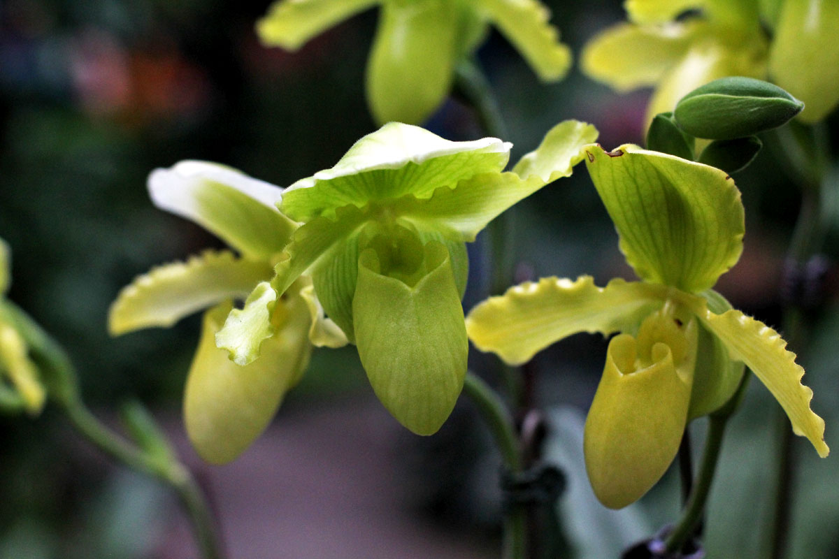 See the World's Biggest Display of Orchids at the National Orchid Garden in Singapore