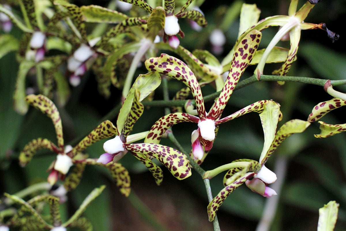 See the World's Biggest Display of Orchids at the National Orchid Garden in Singapore