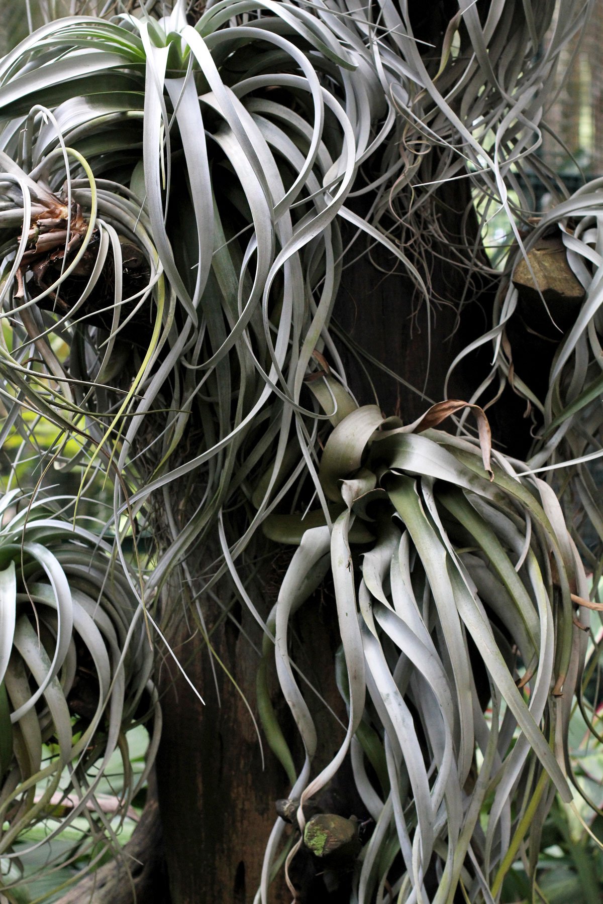 See the World's Biggest Display of Orchids at the National Orchid Garden in Singapore