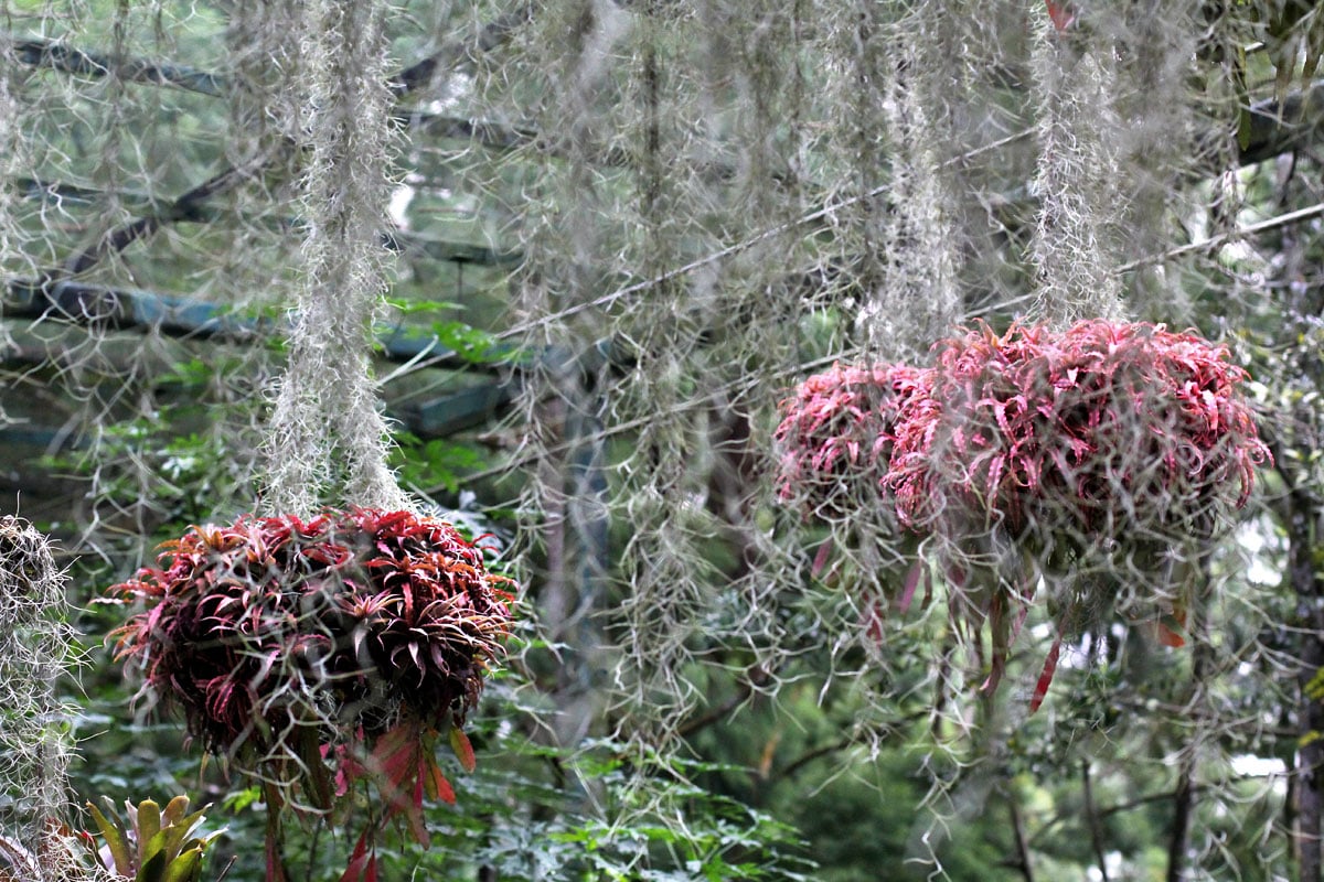 See the World's Biggest Display of Orchids at the National Orchid Garden in Singapore