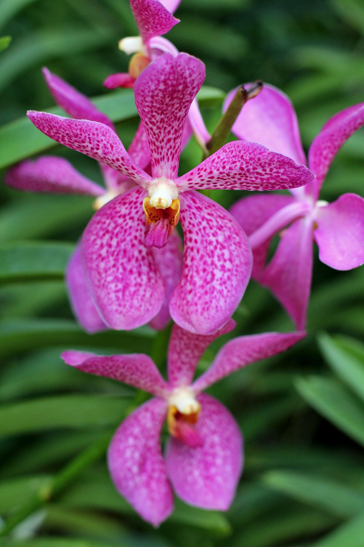 See the World's Biggest Display of Orchids at the National Orchid Garden in Singapore
