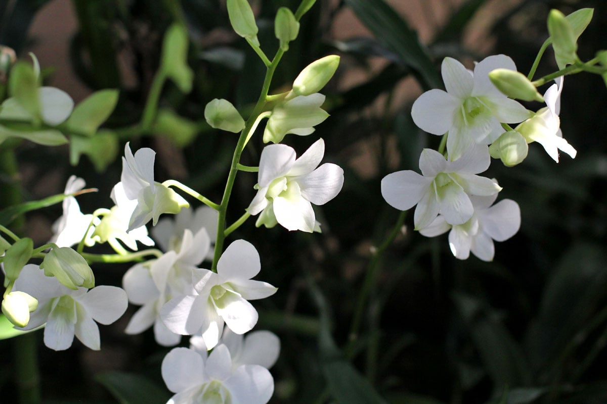 See the World's Biggest Display of Orchids at the National Orchid Garden in Singapore