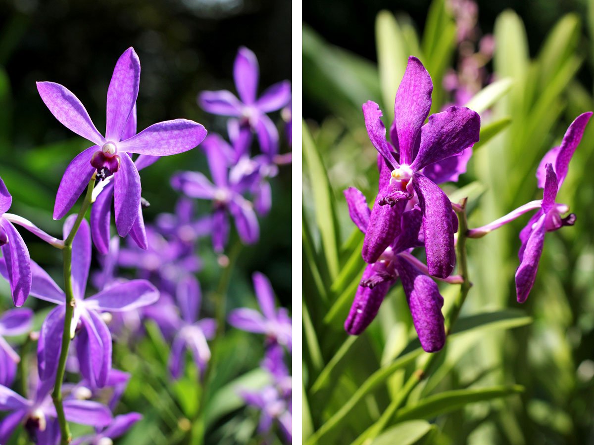 See the World's Biggest Display of Orchids at the National Orchid Garden in Singapore