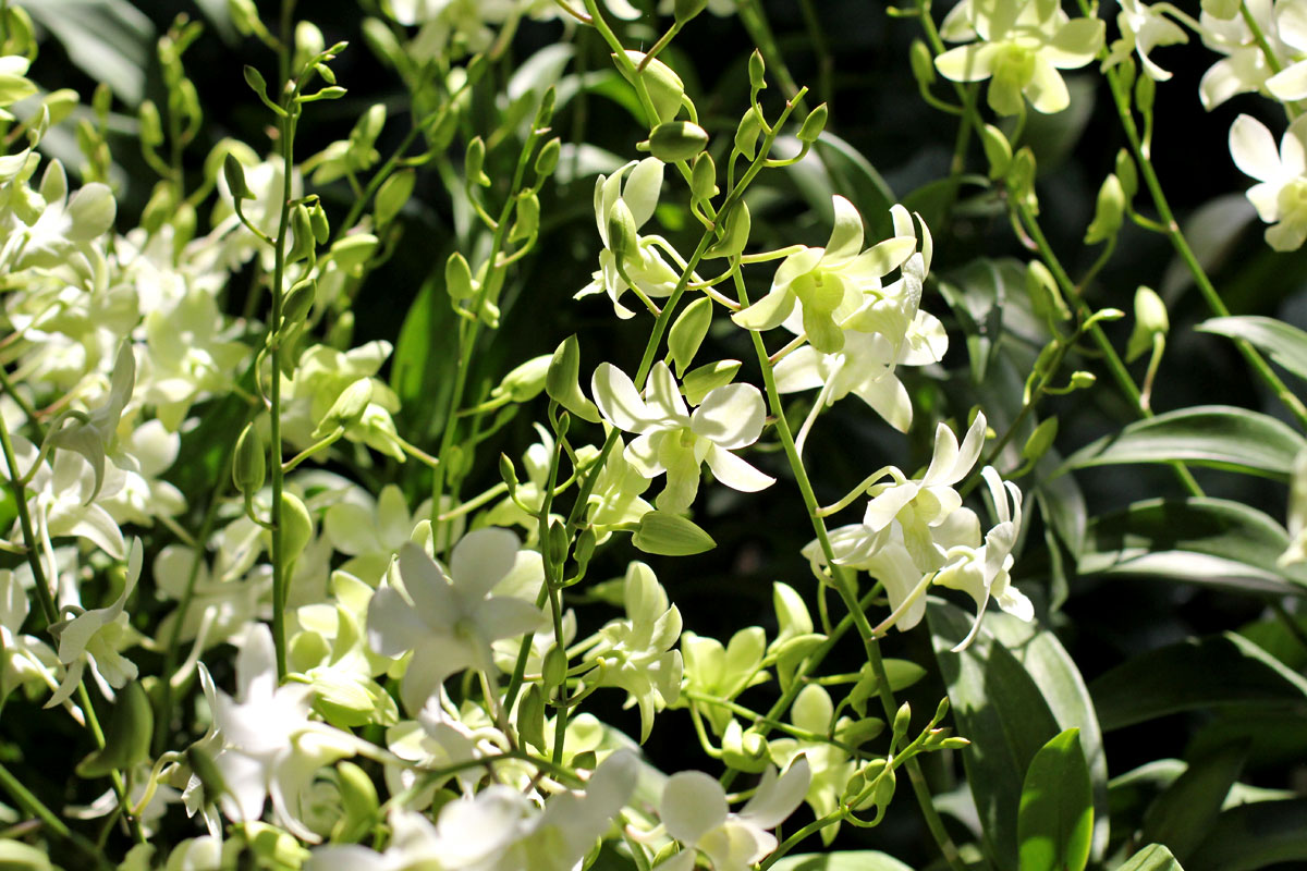 See the World's Biggest Display of Orchids at the National Orchid Garden in Singapore