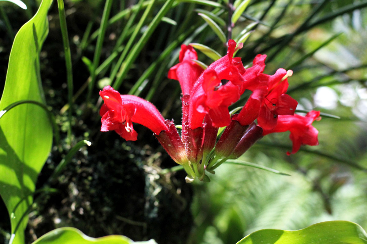 See the World's Biggest Display of Orchids at the National Orchid Garden in Singapore