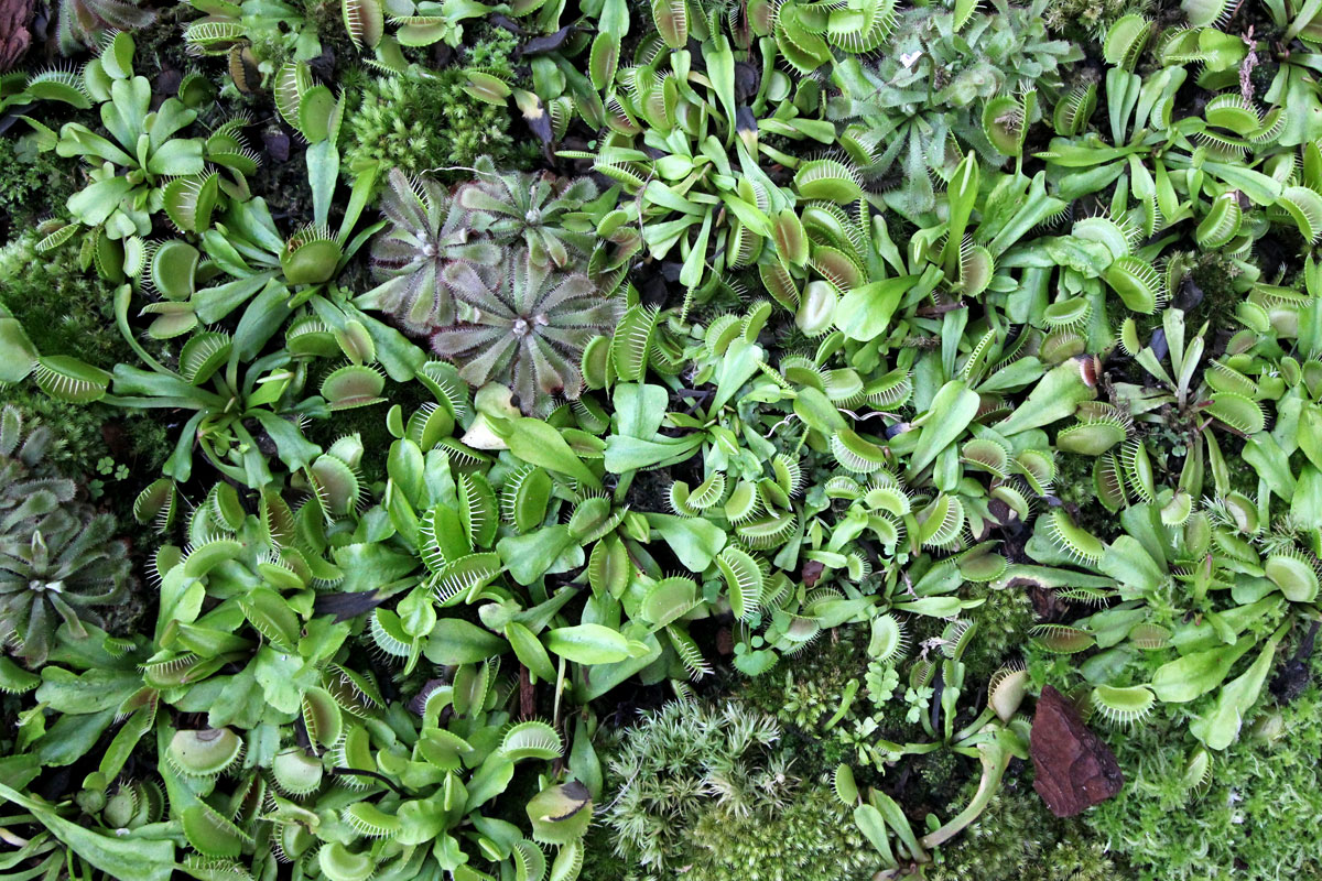 Cloud Forest, Gardens by the Bay, Singapore