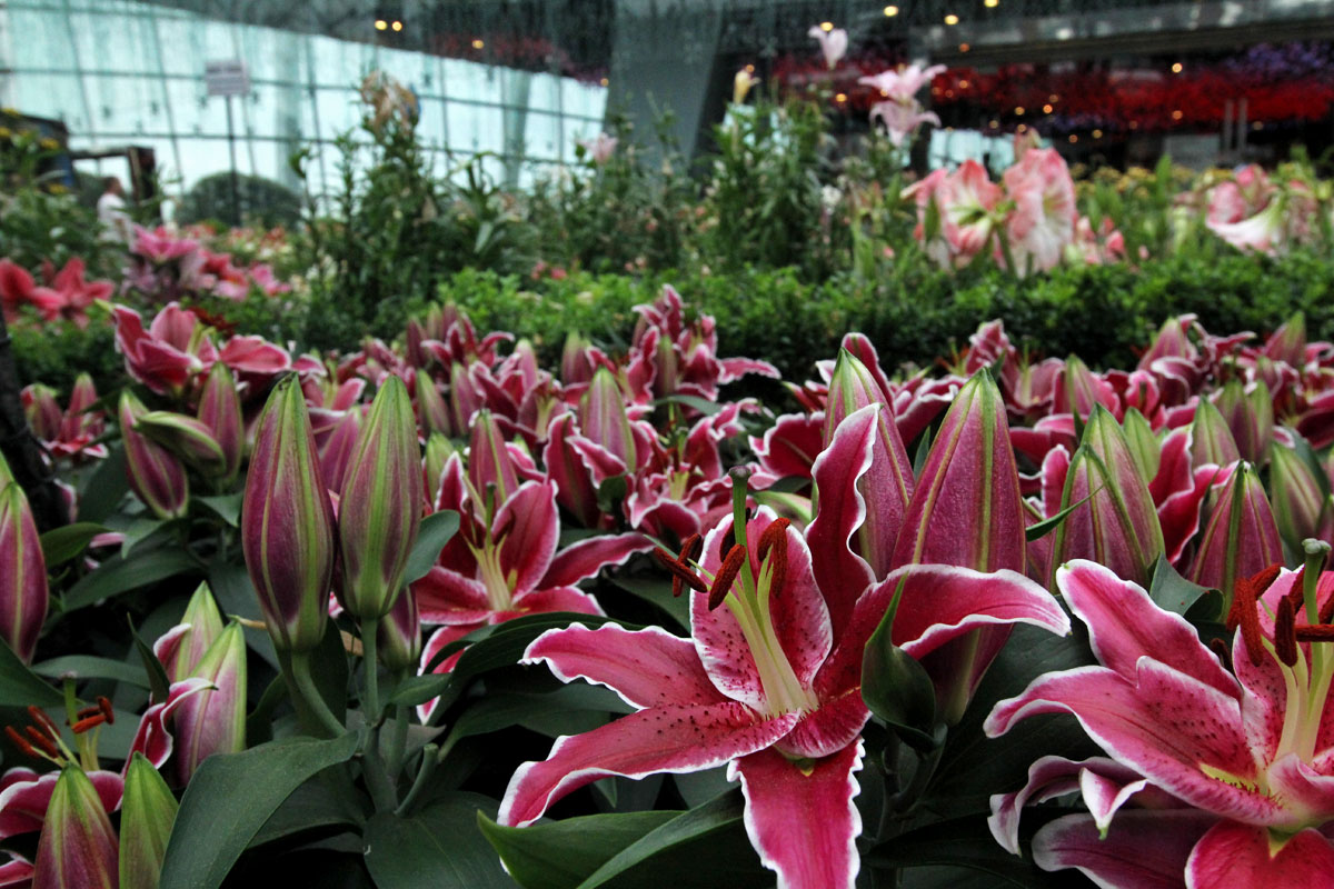 Flower Dome, Gardens by the Bay, Singapore