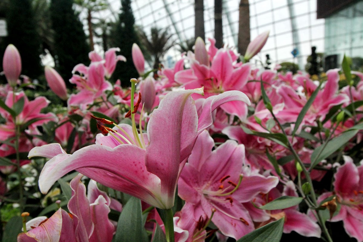 Flower Dome, Gardens by the Bay, Singapore