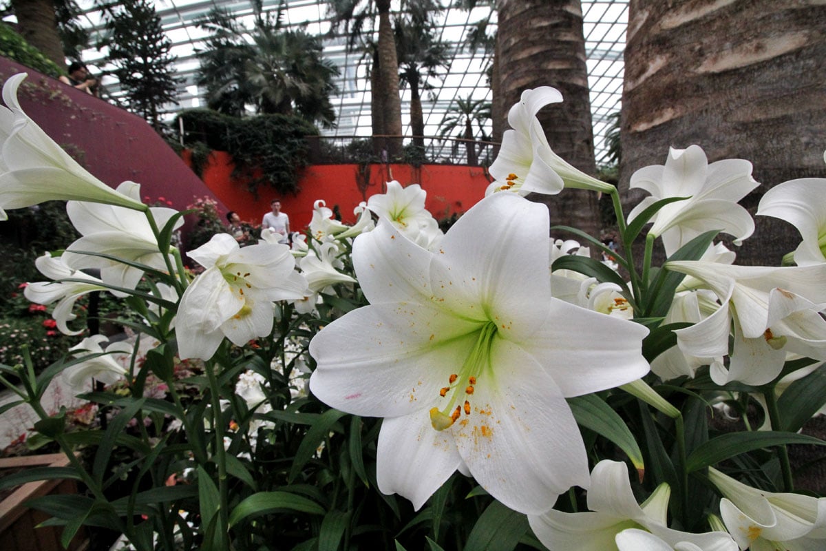 Flower Dome, Gardens by the Bay, Singapore