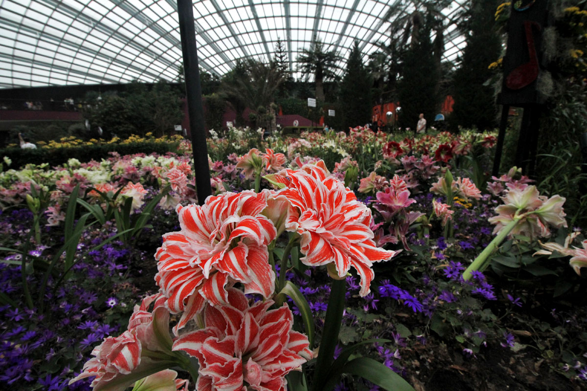 Flower Dome, Gardens by the Bay, Singapore