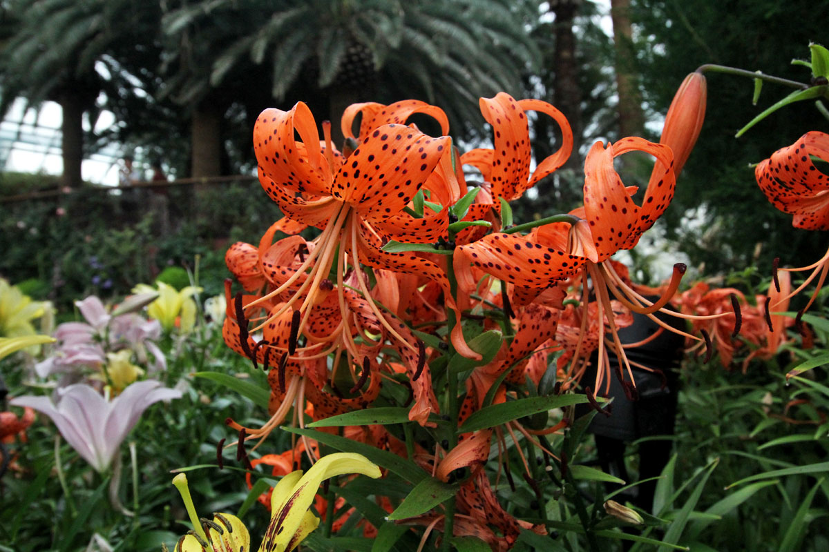 Flower Dome, Gardens by the Bay, Singapore