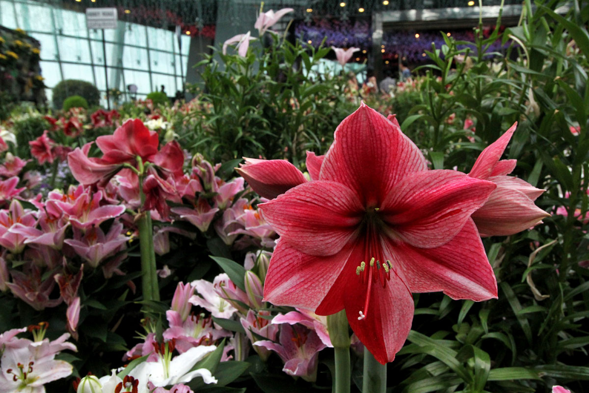 Flower Dome, Gardens by the Bay, Singapore