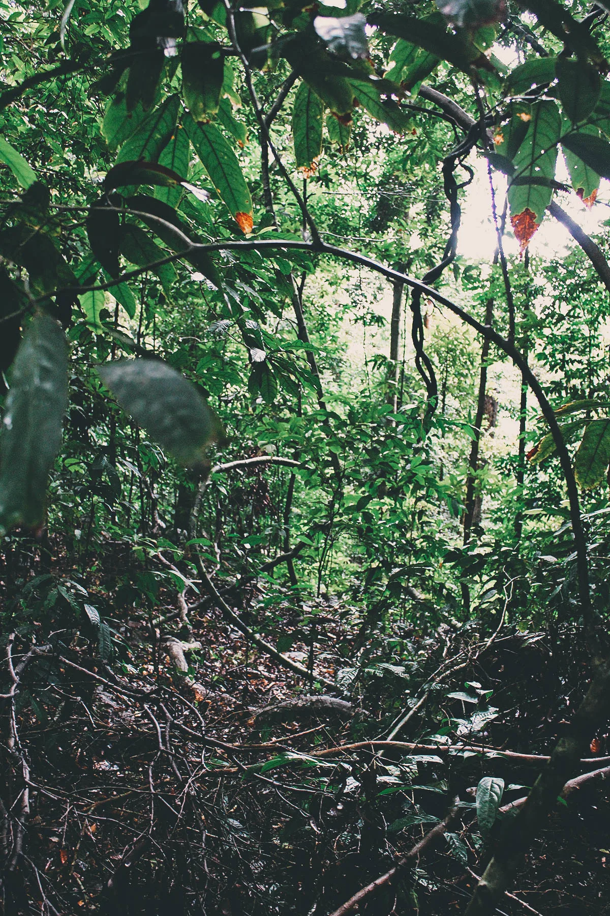 I Left My Heart in San Francisco, I Left My Sole in Langkawi I Left My Heart in San Francisco, I Left My Sole in Langkawi