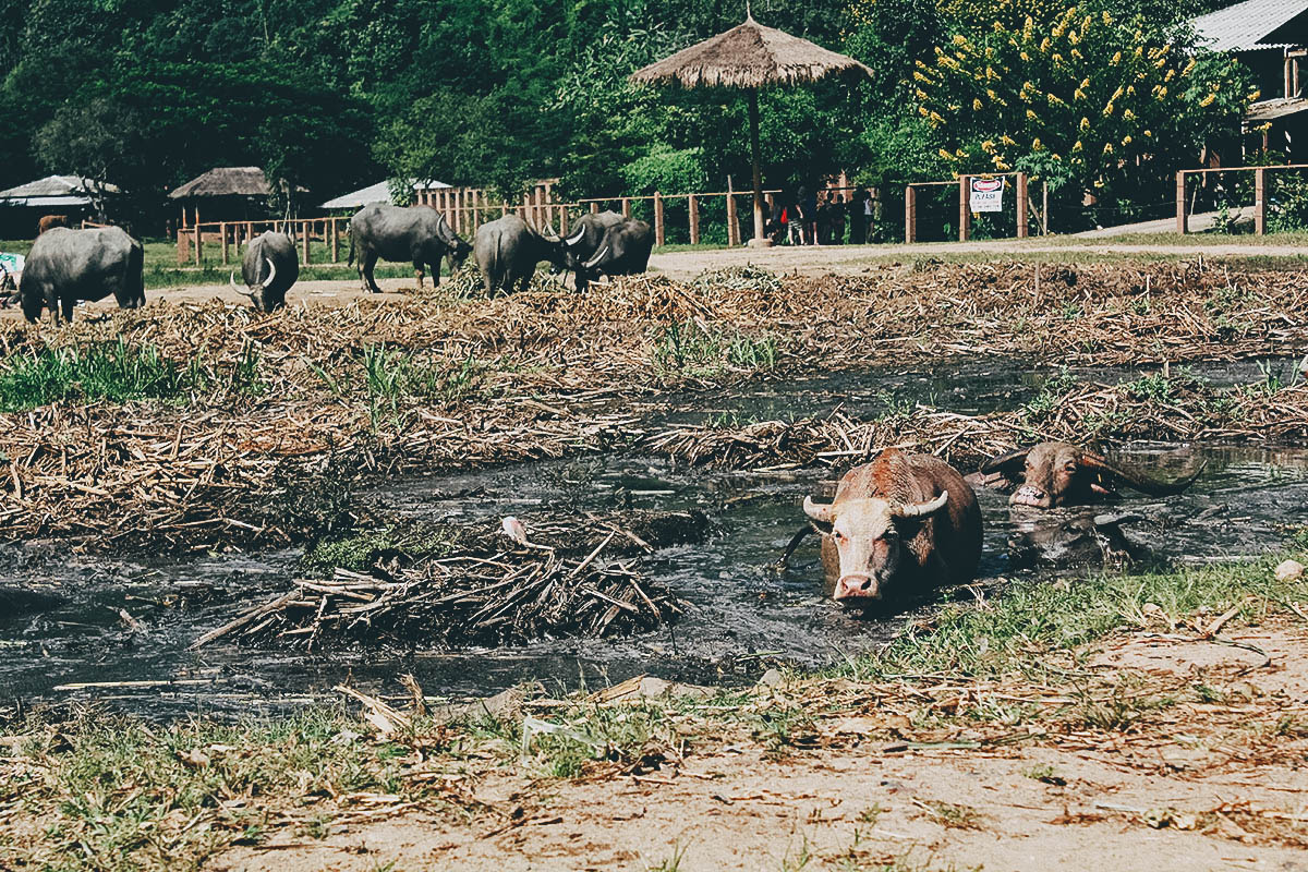 Elephant Nature Park Chiang Mai Dogs Elephant Nature Park Chiang Mai Dogs