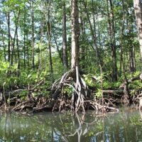 Palawan Mangrove Forest