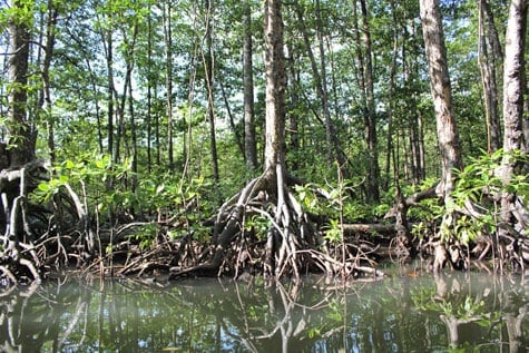 Palawan Mangrove Forest