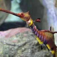 Sydney Aquarium, Darling Harbour, Australia