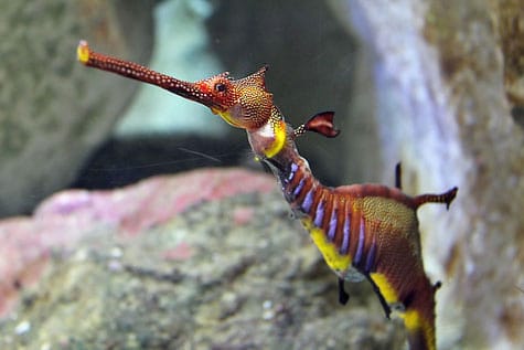 Sydney Aquarium, Darling Harbour, Australia
