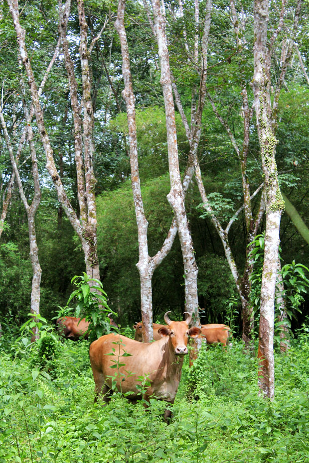 Dev’s Adventure Tours Triathlon (PART I): Nature Cycling in Langkawi, Malaysia