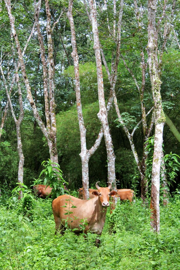 Dev’s Adventure Tours Triathlon (PART I): Nature Cycling in Langkawi, Malaysia