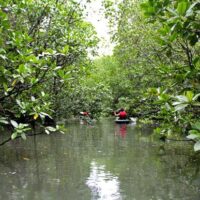 Dev's Adventure Tours Triathlon (PART III): Mangrove Kayaking in Langkawi, Malaysia