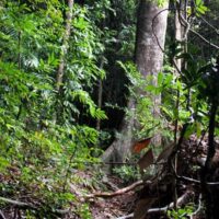 Dev's Adventure Tours Triathlon (PART II): Jungle Trekking in Langkawi, Malaysia