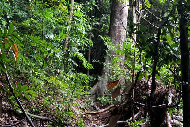 Dev’s Adventure Tours Triathlon (PART II): Jungle Trekking in Langkawi, Malaysia