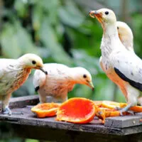 KL Bird Park, Kuala Lumpur, Malaysia